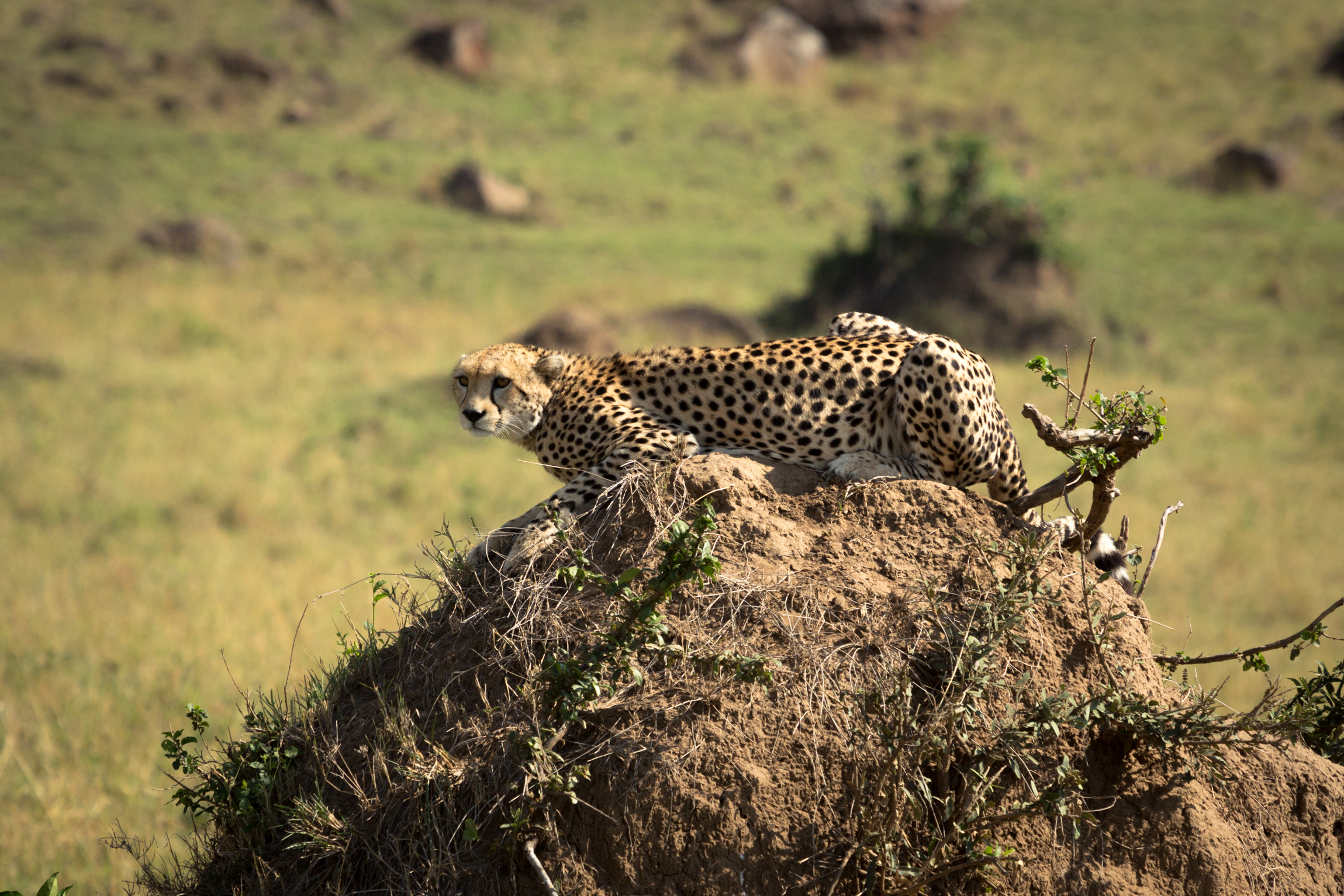 BBBB4201marasafari-2